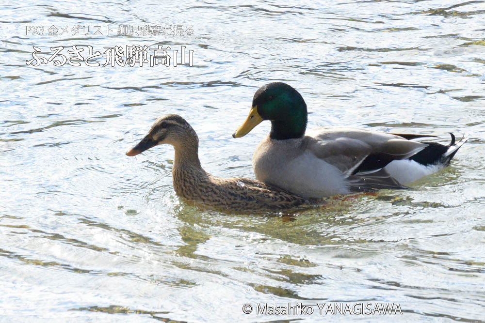 春の飛騨高山(マガモ)　撮影・柳沢雅彦