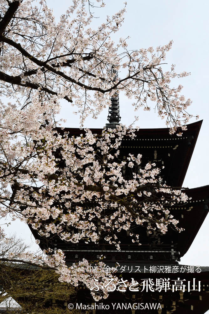 桜で彩られた春の飛騨高山　撮影・柳沢雅彦