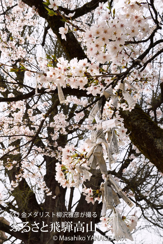 桜で彩られた春の飛騨高山　撮影・柳沢雅彦