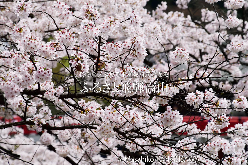 桜で彩られた春の飛騨高山　撮影・柳沢雅彦