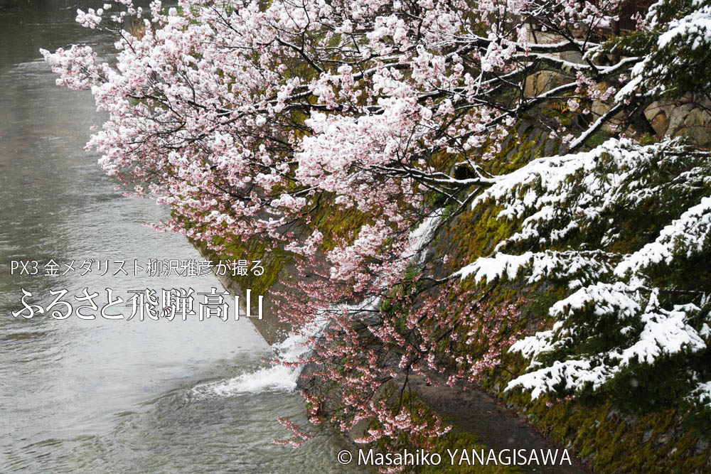 戻り寒波で冠雪した飛騨高山の桜の花　撮影・柳沢雅彦