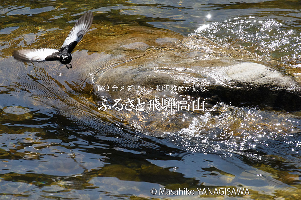 春の飛騨高山(セグロセキレイ)　撮影・柳沢雅彦