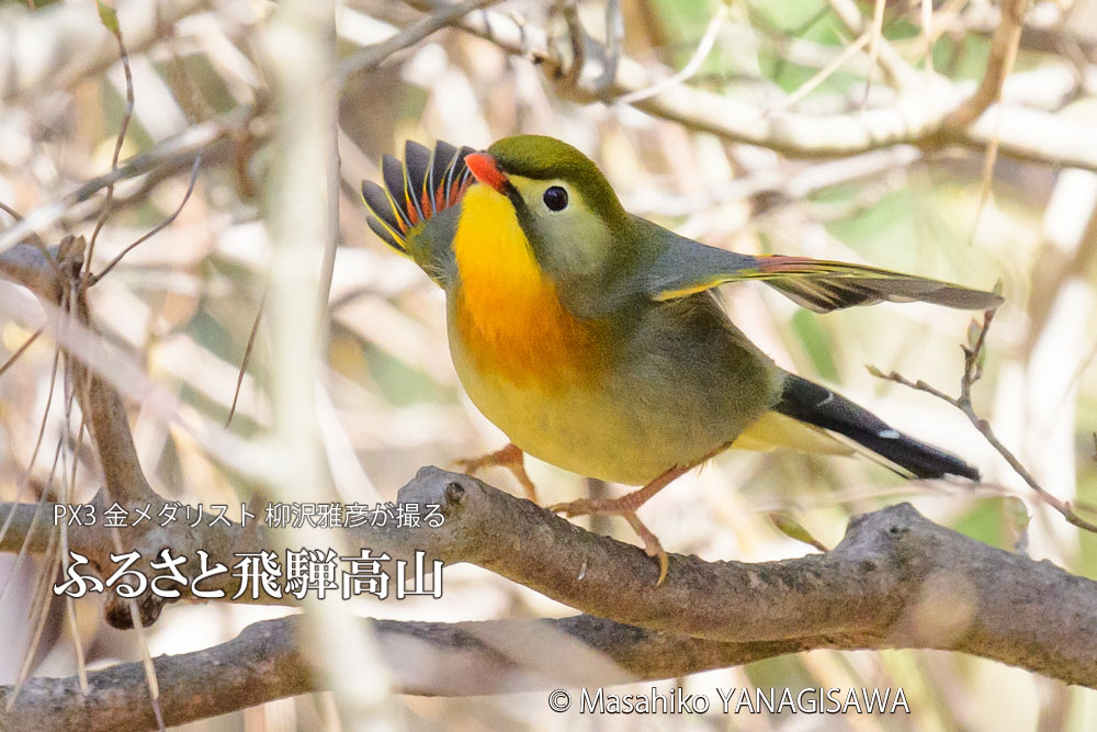 春の飛騨高山(ソウシチョウ)　撮影・柳沢雅彦