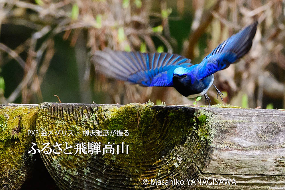 春の飛騨高山(オオルリ)　撮影・柳沢雅彦