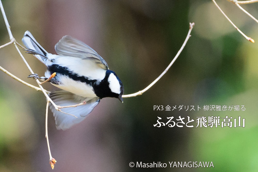 春の飛騨高山(シジュウカラ)　撮影・柳沢雅彦