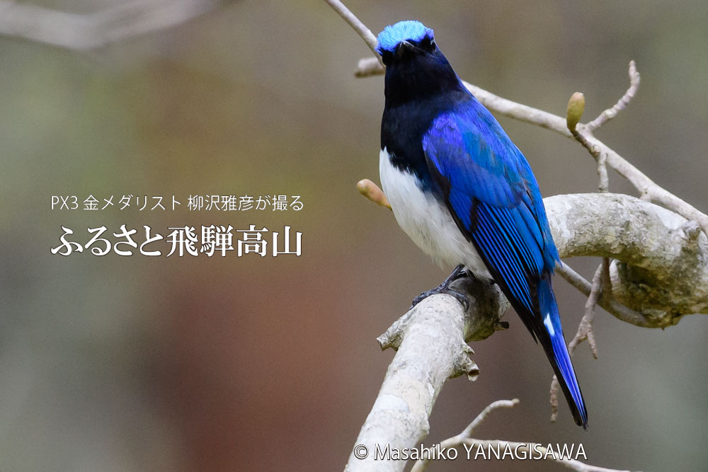 春の飛騨高山(オオルリ)　撮影・柳沢雅彦