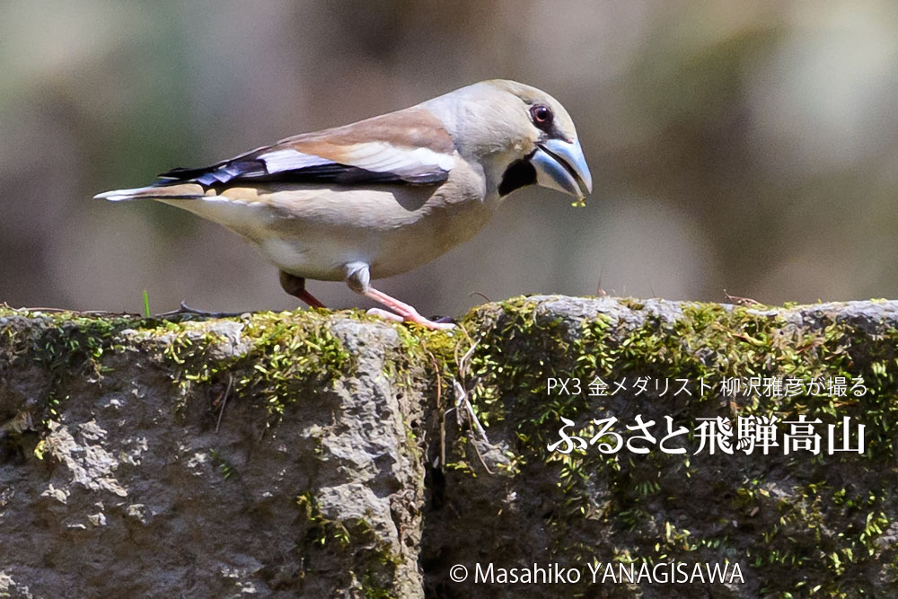 春の飛騨高山(シメ)　撮影・柳沢雅彦