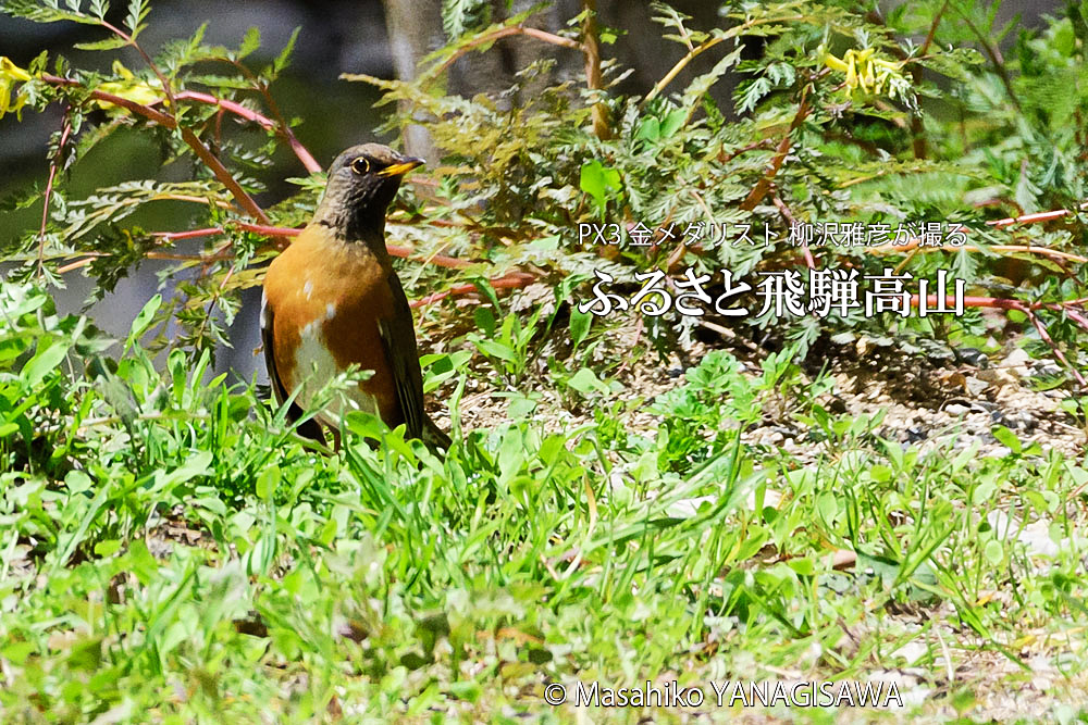 春の飛騨高山(アカハラ)　撮影・柳沢雅彦