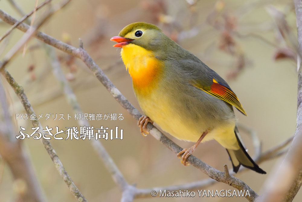 春の飛騨高山(ソウシチョウ)　撮影・柳沢雅彦