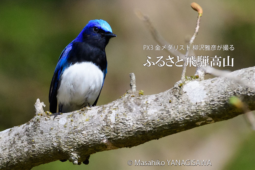 春の飛騨高山(オオルリ)　撮影・柳沢雅彦