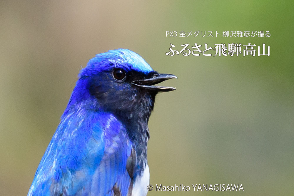 春の飛騨高山(オオルリ)　撮影・柳沢雅彦