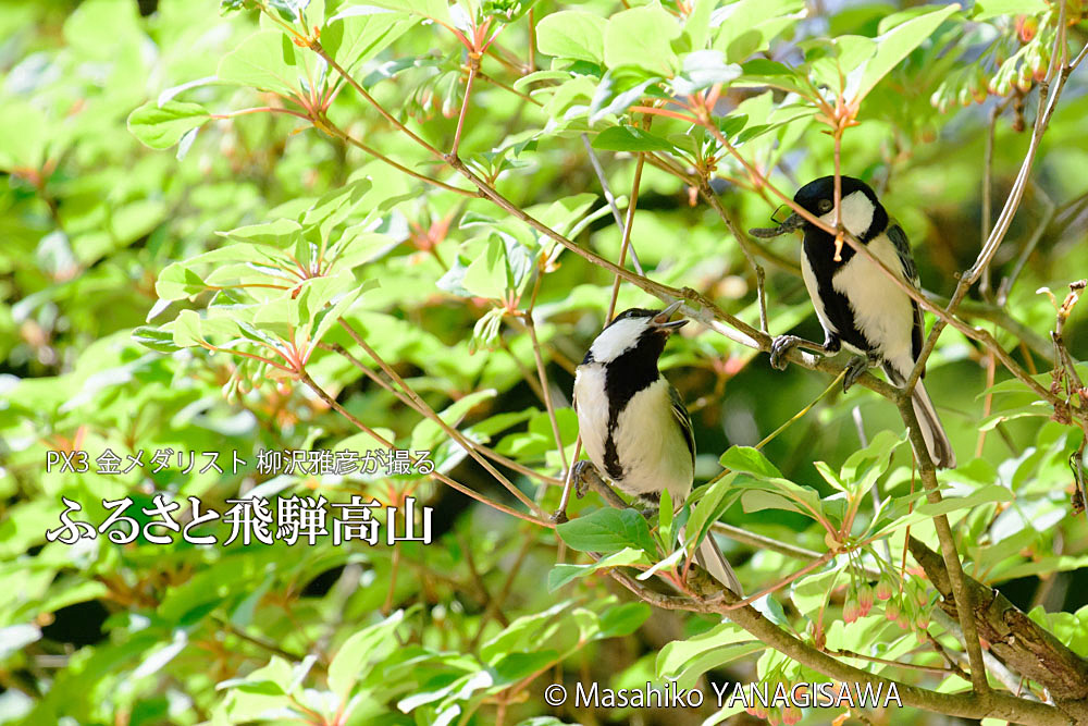 春の飛騨高山(シジュウカラ)　撮影・柳沢雅彦