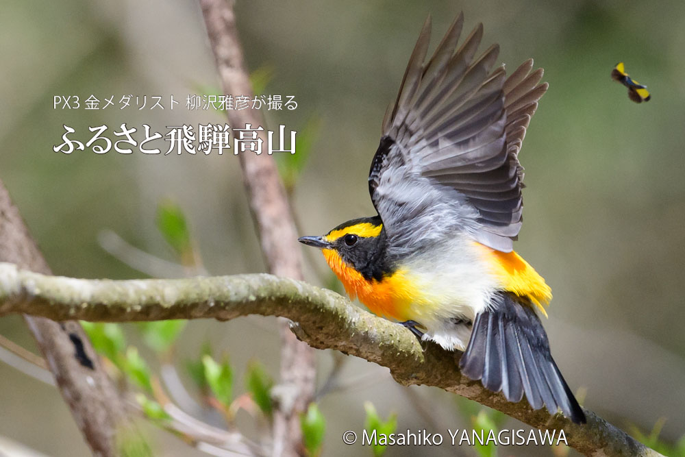 春の飛騨高山(キビタキ)　撮影・柳沢雅彦