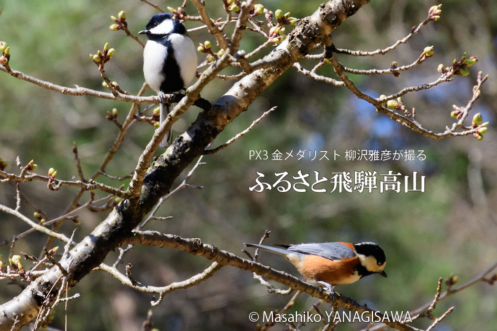 春の飛騨高山(シジュウカラ×ヤマガラ)　撮影・柳沢雅彦