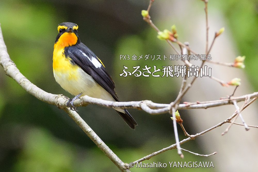 春の飛騨高山(キビタキ)　撮影・柳沢雅彦