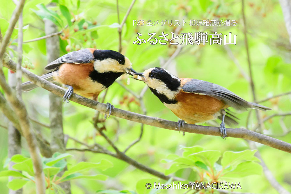 春の飛騨高山(ヤマガラ)　撮影・柳沢雅彦