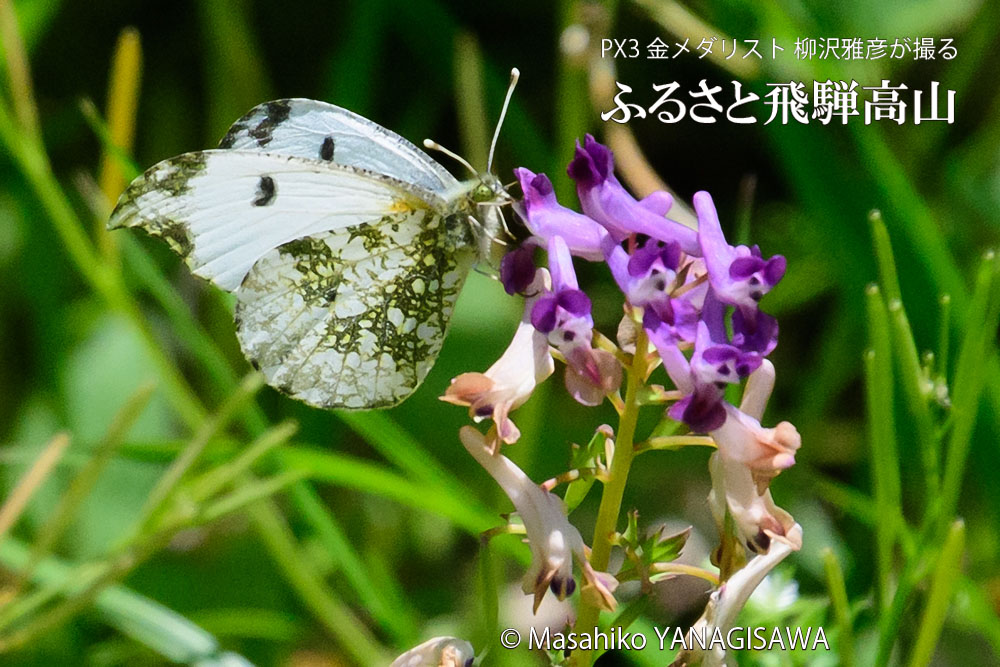 春の飛騨高山(ツマキチョウ)　撮影・柳沢雅彦