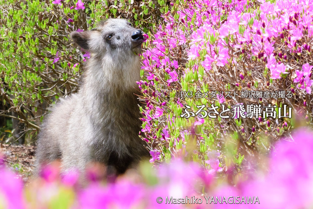 春の飛騨高山(ニホンカモシカ)　撮影・柳沢雅彦