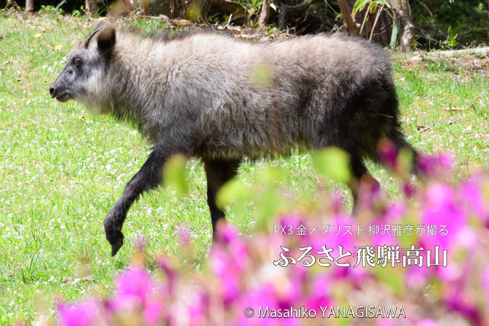 春の飛騨高山(ニホンカモシカ)　撮影・柳沢雅彦