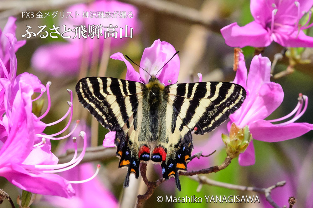 高山市の花コバノミツバツツジに来たギフチョウ　撮影・柳沢雅彦