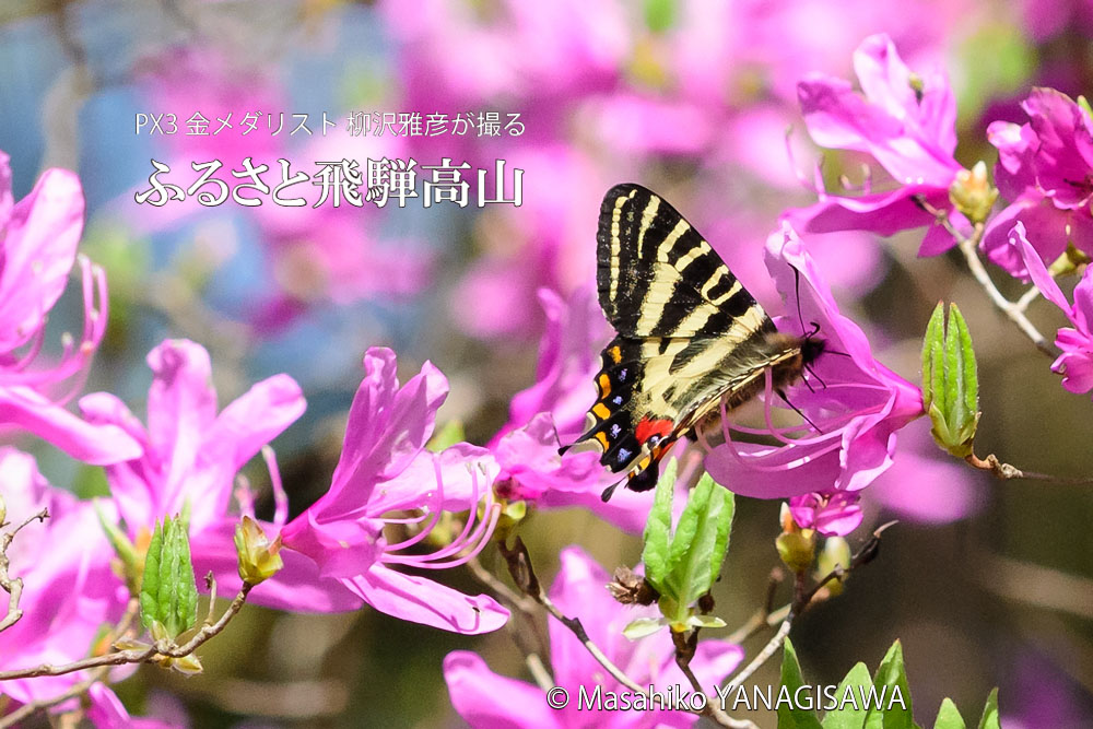 高山市の花コバノミツバツツジに来たギフチョウ　撮影・柳沢雅彦