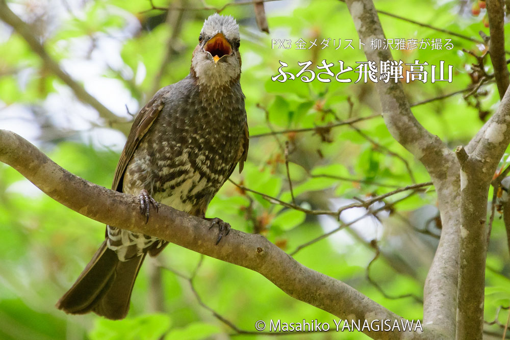 春の飛騨高山(ヒヨドリ)　撮影・柳沢雅彦