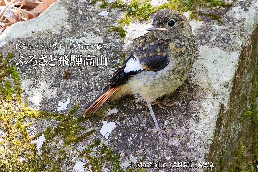 春の飛騨高山(ジョウビタキ幼鳥)　撮影・柳沢雅彦