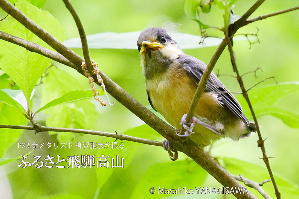 春の飛騨高山(ヤマガラ巣立ち雛)　撮影・柳沢雅彦