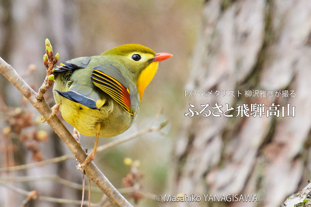 春の飛騨高山(ソウシチョウ)　撮影・柳沢雅彦