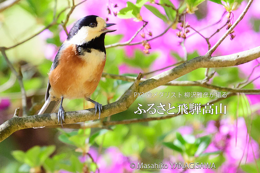 春の飛騨高山(ヤマガラ)　撮影・柳沢雅彦