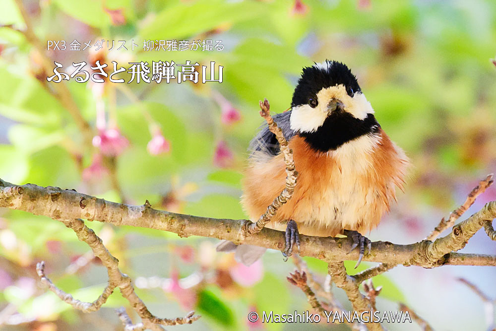 春の飛騨高山(ヤマガラ)　撮影・柳沢雅彦