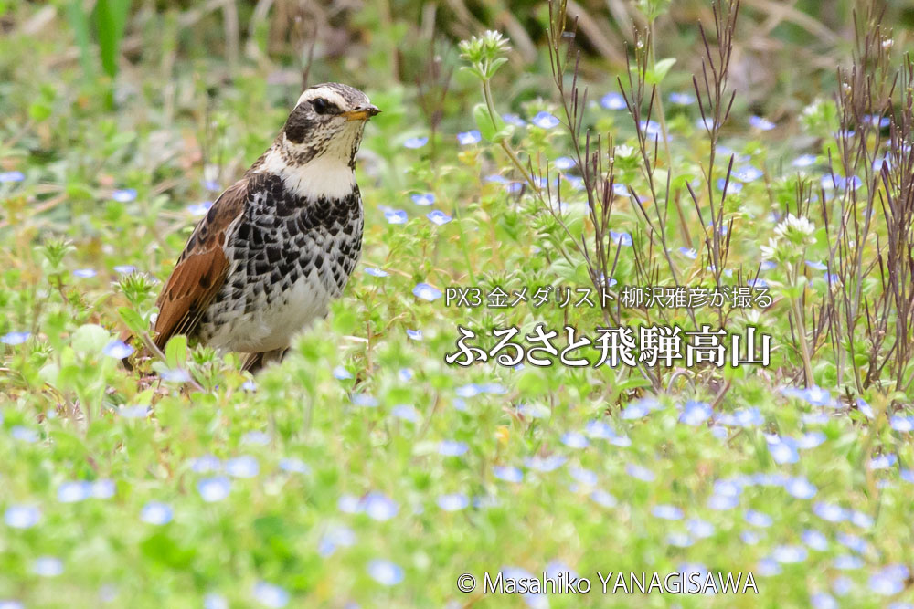 春の飛騨高山(ツグミ)　撮影・柳沢雅彦