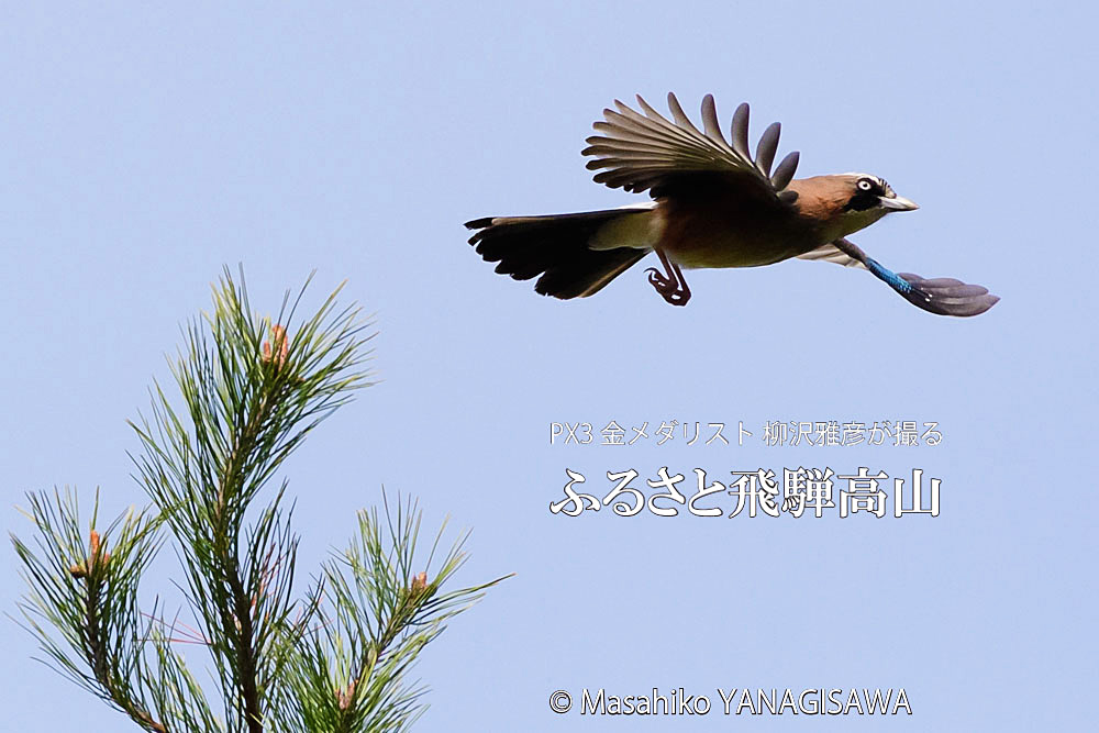 春の飛騨高山(カケス)　撮影・柳沢雅彦