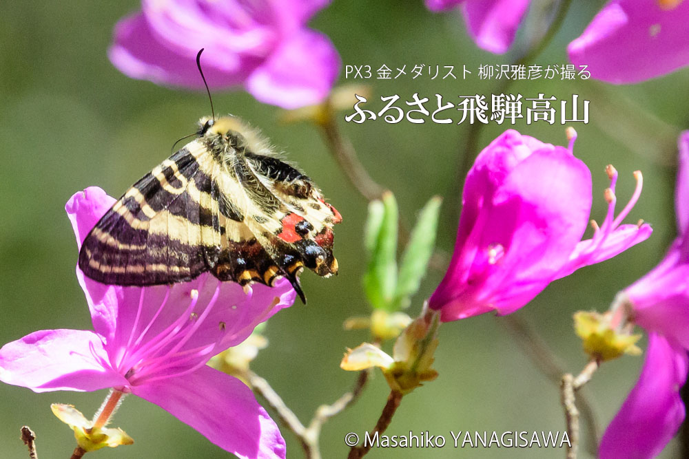 高山市の花コバノミツバツツジに来たギフチョウ　撮影・柳沢雅彦