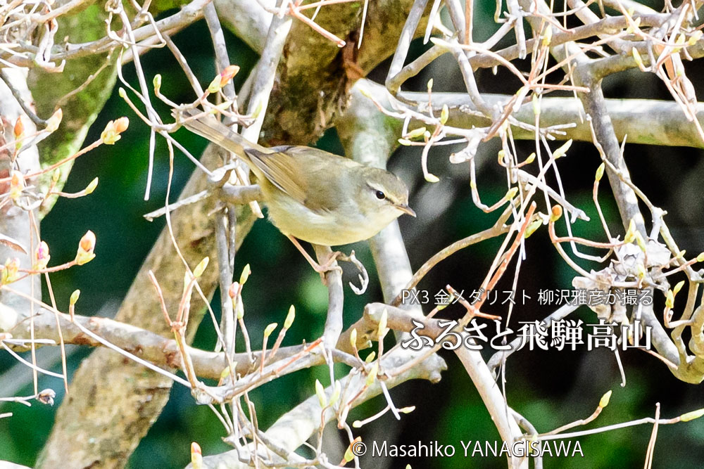 春の飛騨高山(ウグイス)　撮影・柳沢雅彦