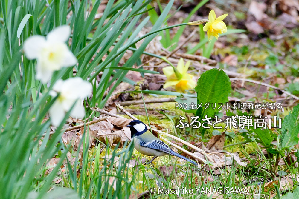 春の飛騨高山(シジュウカラ)　撮影・柳沢雅彦