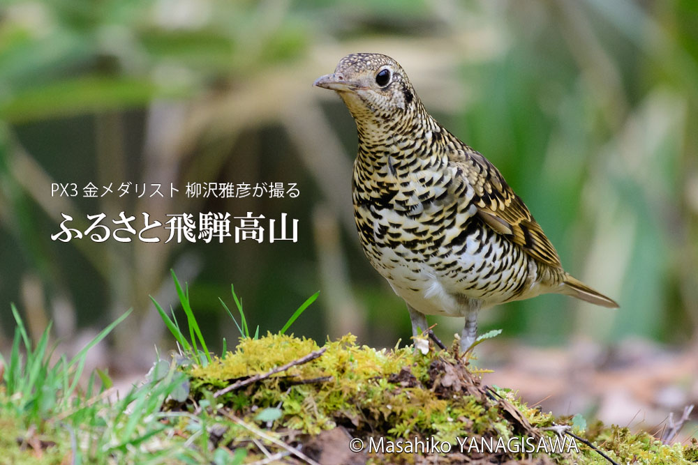 春の飛騨高山(トラツグミ)　撮影・柳沢雅彦