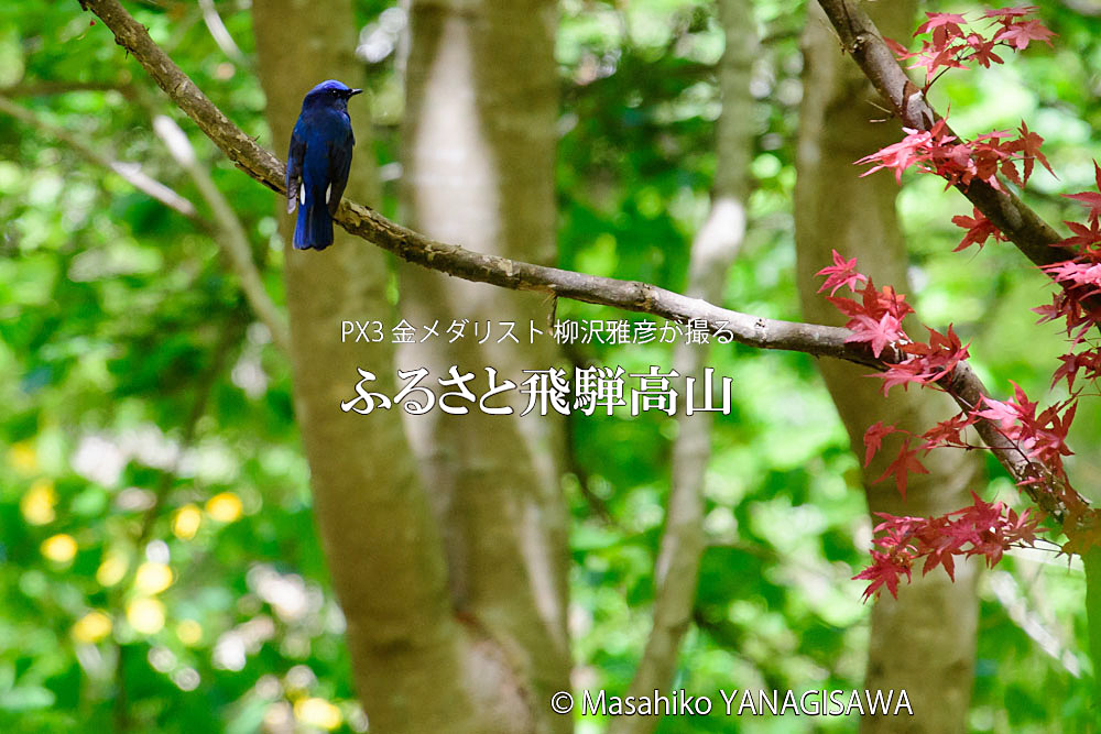 春の飛騨高山(オオルリ)　撮影・柳沢雅彦