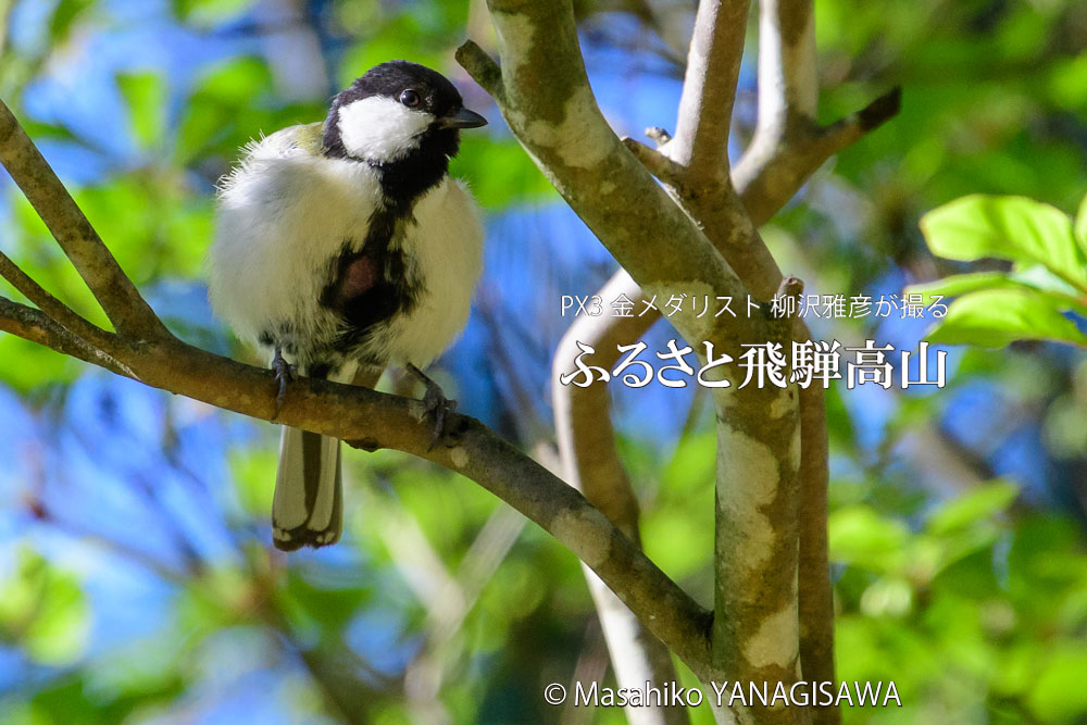 春の飛騨高山(シジュウカラ)　撮影・柳沢雅彦