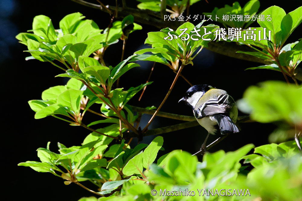 春の飛騨高山(シジュウカラ)　撮影・柳沢雅彦