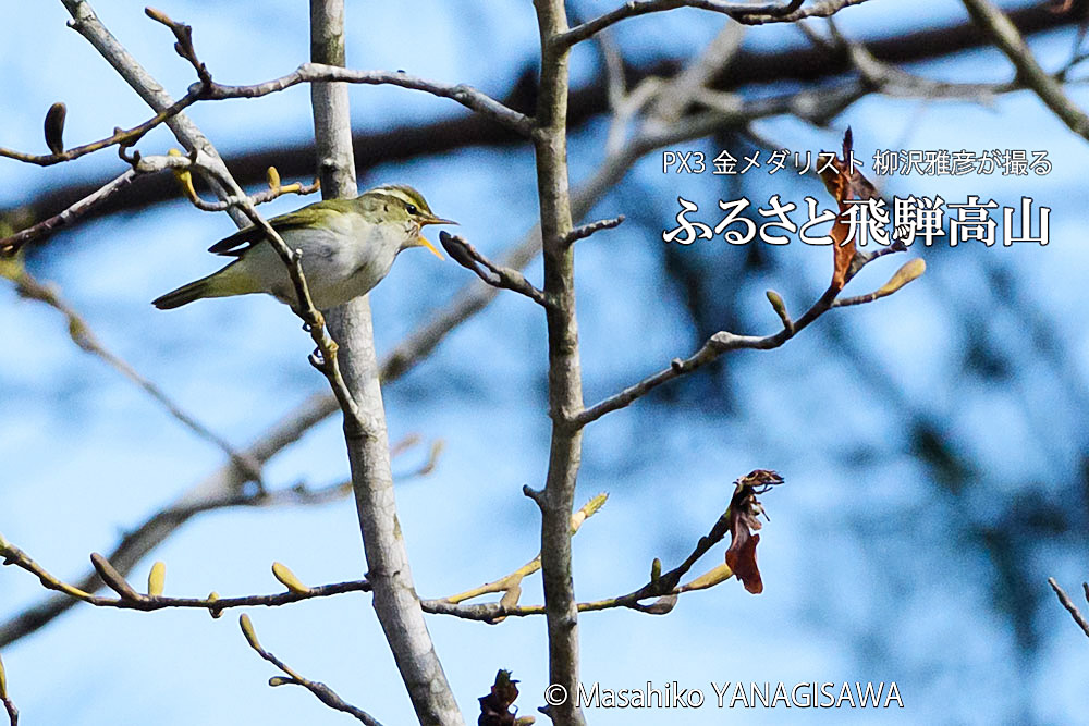 春の飛騨高山(センダイムシクイ)　撮影・柳沢雅彦