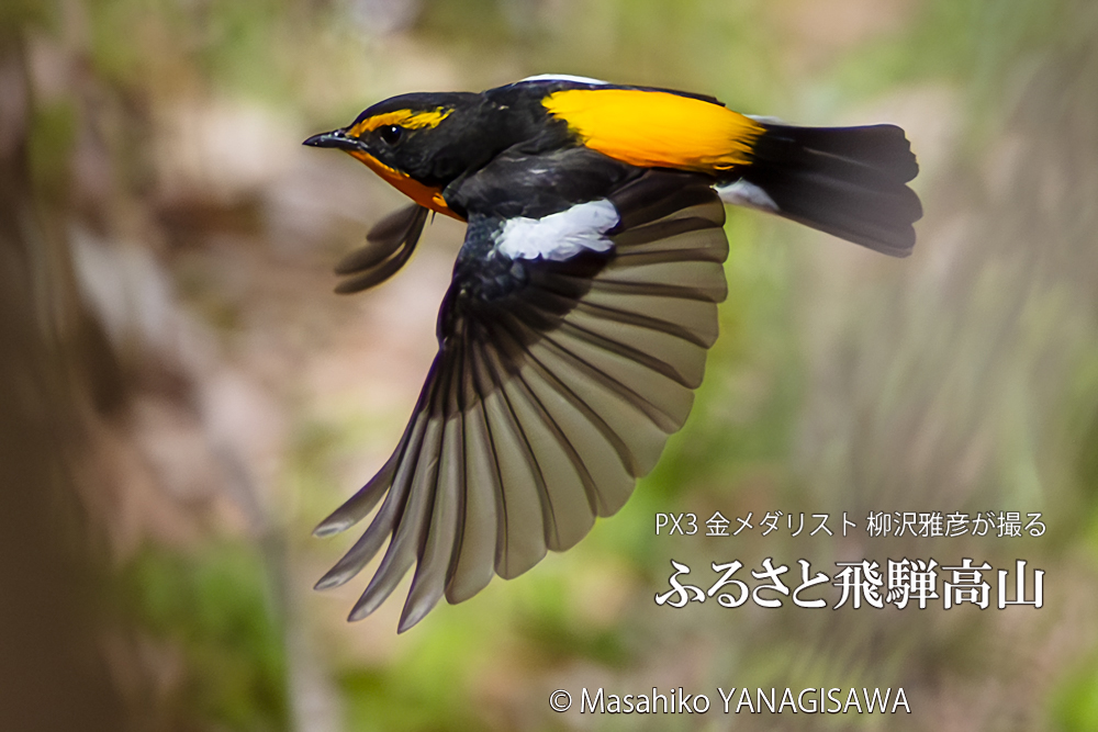 春の飛騨高山(キビタキ)　撮影・柳沢雅彦