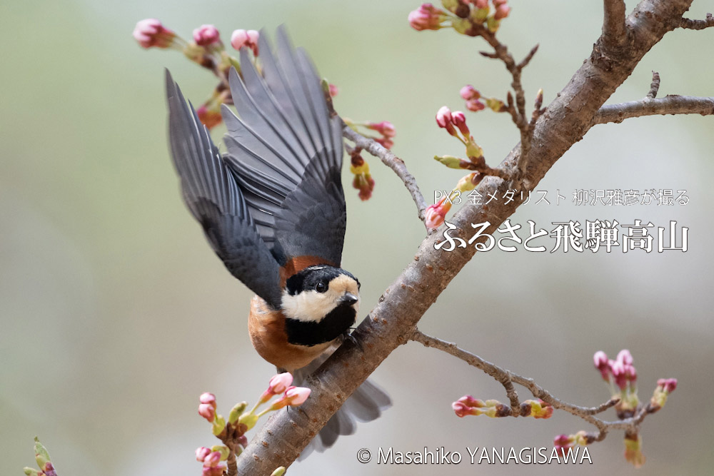 春の飛騨高山(ヤマガラ)　撮影・柳沢雅彦