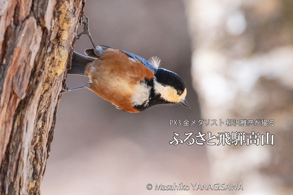 春の飛騨高山(ヤマガラ)　撮影・柳沢雅彦