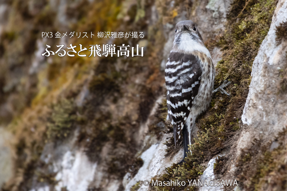 春の飛騨高山(コゲラ)　撮影・柳沢雅彦