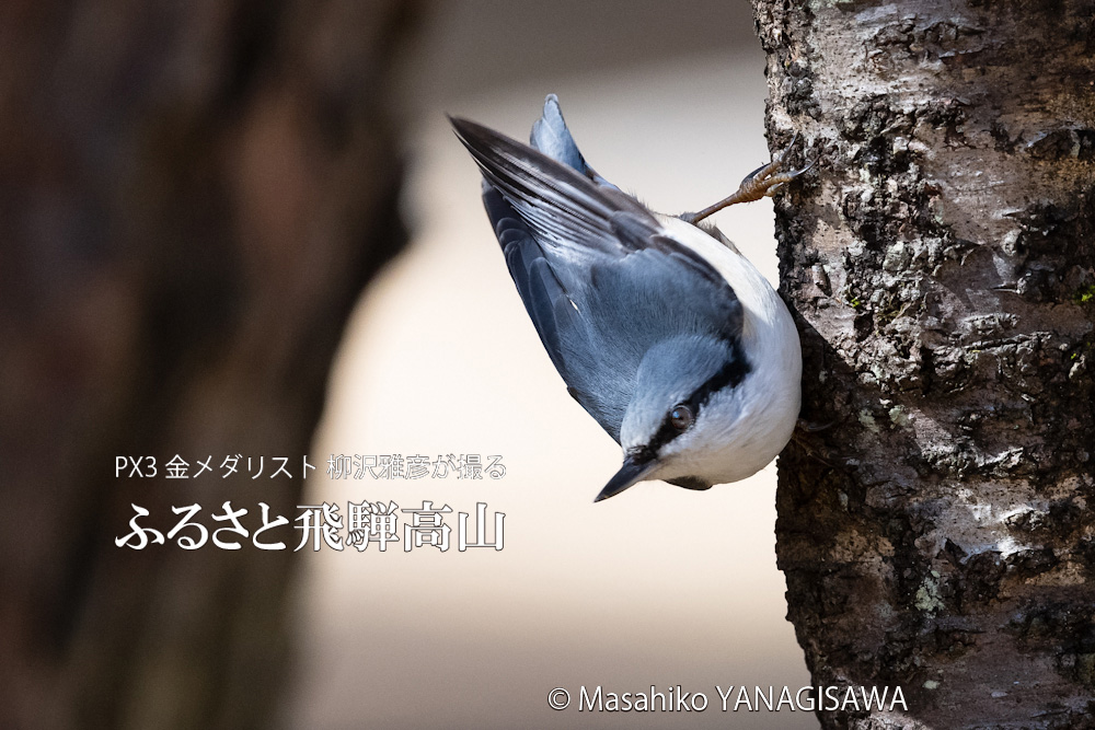 春の飛騨高山(ゴジュウカラ)　撮影・柳沢雅彦