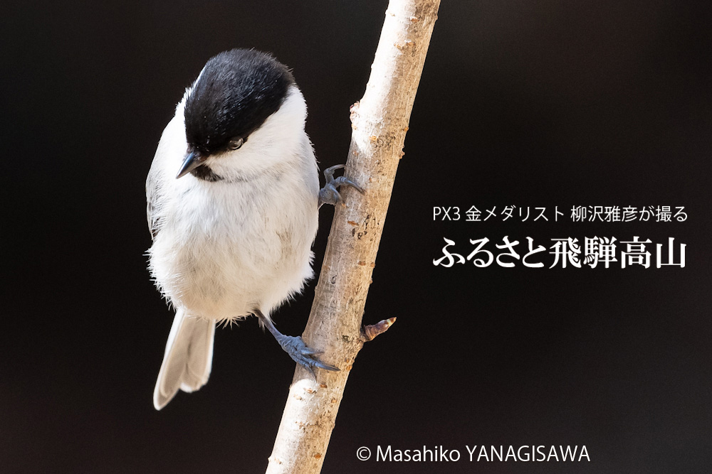 春の飛騨高山(コガラ)　撮影・柳沢雅彦