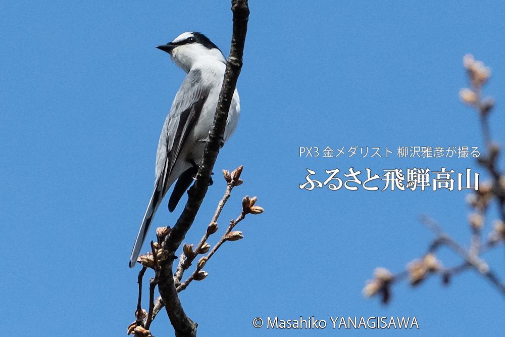 春の飛騨高山(サンショウクイ)　撮影・柳沢雅彦