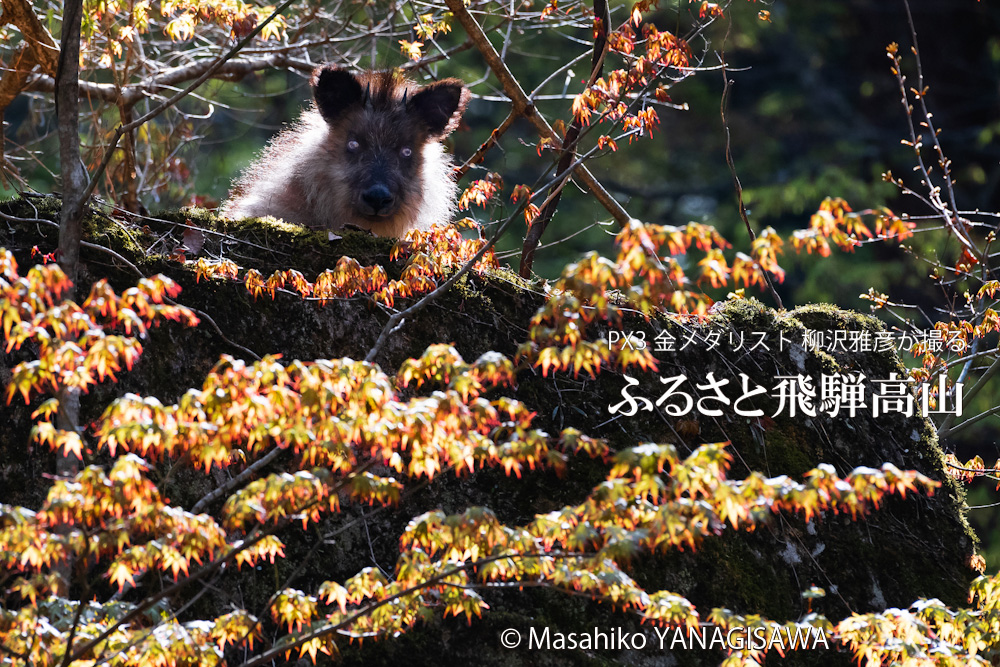 春の飛騨高山(ニホンカモシカ)　撮影・柳沢雅彦