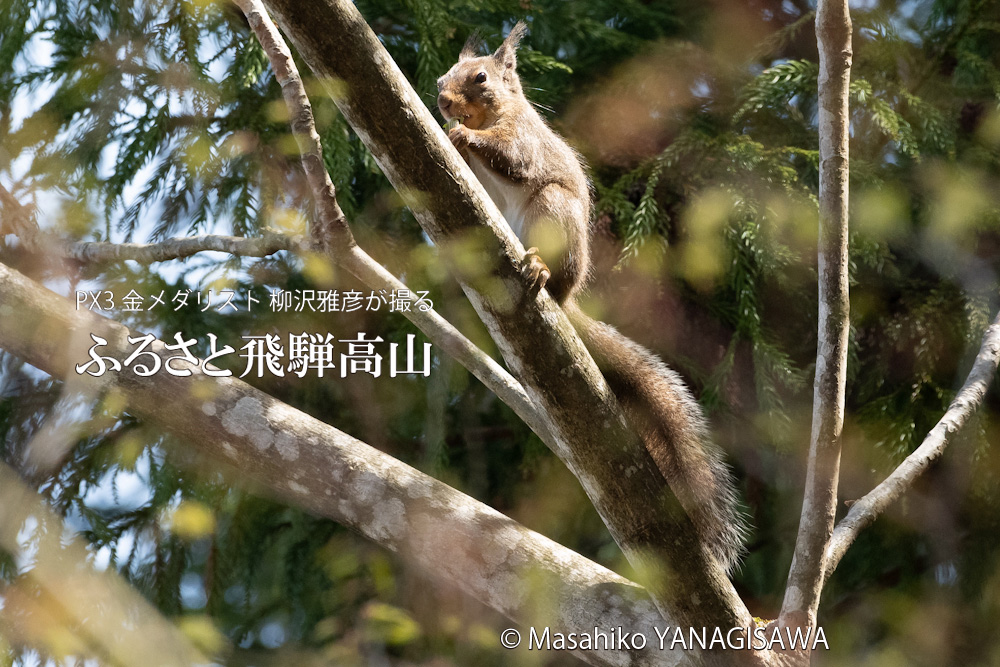 春の飛騨高山(二ホンリス)　撮影・柳沢雅彦
